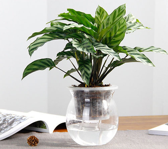 宁波鄞州植物租摆哪家好